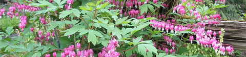 Flower Bulbs Spring Planting