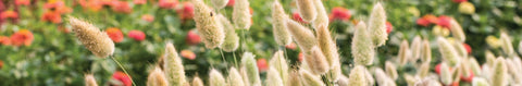 Bunny Tails Grass Seeds