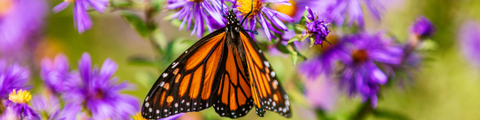 Butterfly Collection