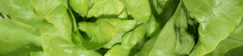 Butterhead Lettuce Seeds