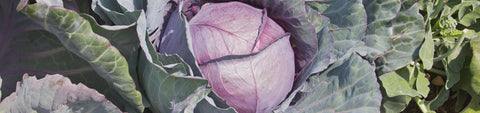 Cabbage Seeds