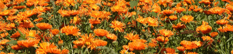 Calendula Seeds