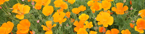 California Poppy Seeds