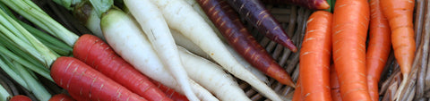 Carrot Seeds