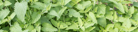 Catnip Seeds