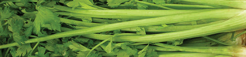 Celery and Celeriac