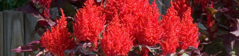 Celosia Seeds