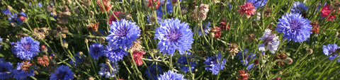 Cornflower Seeds
