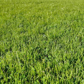 Grub & Chafer Resistant Blends