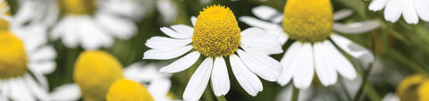 Chamomile Seeds