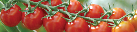 Cherry Tomatoes