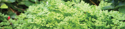 Chervil Seeds