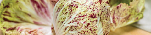 Chicory Seeds