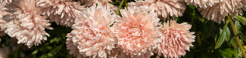 China Aster Seeds