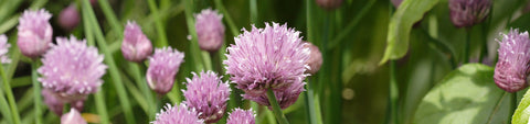 Chive Seeds