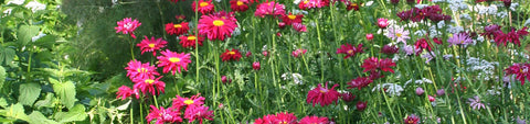 Chrysanthemum Seeds