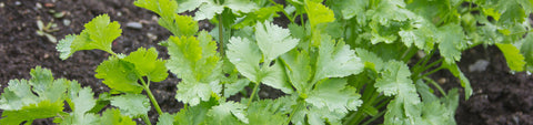 Cilantro Seeds
