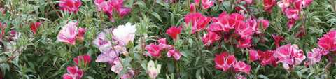 Clarkia Seeds