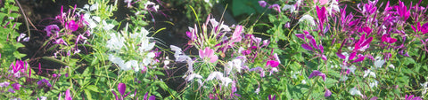 Cleome Seeds