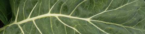 Collards Seeds