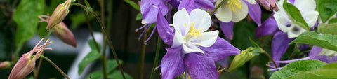 Columbine Seeds
