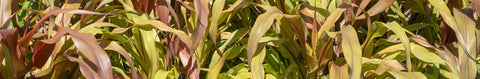 Millet Seeds