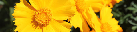 Coreopsis Seeds