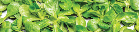 Corn Salad Seeds