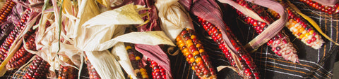Corn Seeds