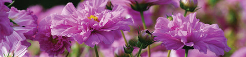 Cosmos Seeds