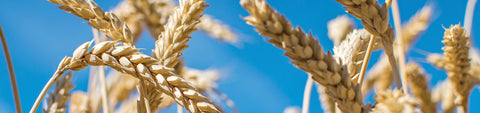 Cover Crops Seeds