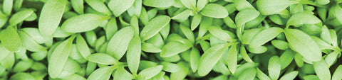 Cress Seeds