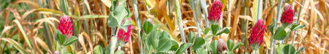 Crimson Clover Seeds