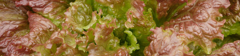 Crisphead Lettuce Seeds