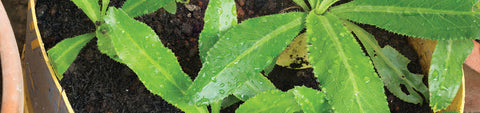Culantro Seeds