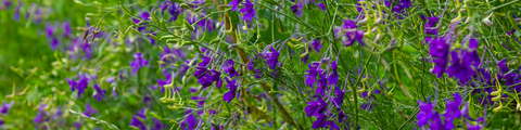 Cut Flower Collection