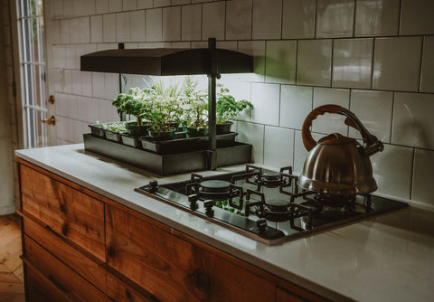 Sprout & Microgreen Seeds