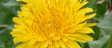 Dandelion Seeds