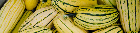 Delicata Squash Seeds