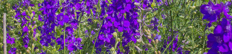 Delphinium Seeds