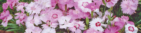 Dianthus Seeds