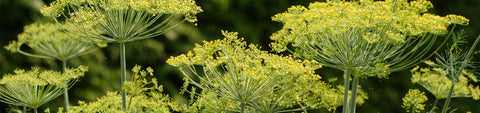 Dill Seeds