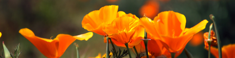 Drought Tolerant Collection