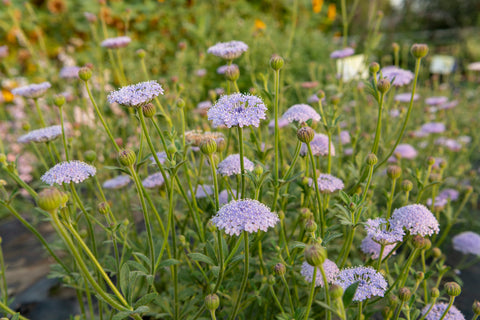 Didiscus Seeds
