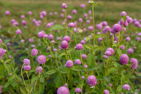 Gomphrena
