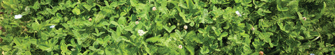 Easy Care Envirolawn Seeds