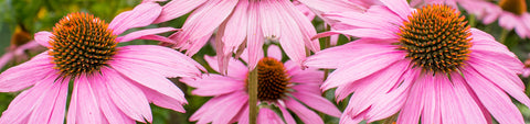 Echinacea Seeds