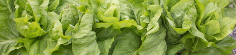 Endive Seeds