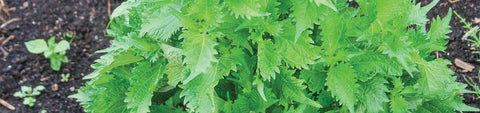 Epazote Seeds