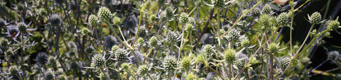 Eryngium Seeds